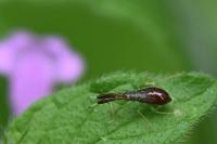Heterotoma planicornis
