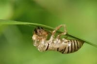 Cicadetta