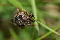 Cicadetta