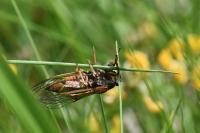 Cicadetta