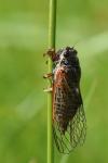Cicadetta