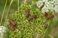 Graphosoma italicum
