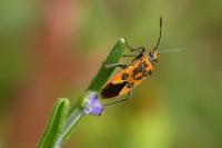 Corizus hyoscyami
