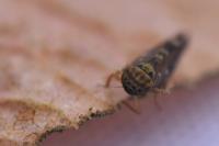 Lamprotettix nitidulus