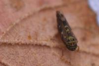 Lamprotettix nitidulus