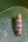 Japananus hyalinus