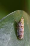 Japananus hyalinus