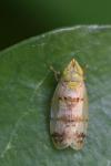 Japananus hyalinus