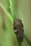 Aphrophora alni