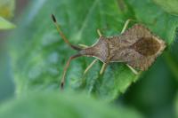 Syromastus rhombeus