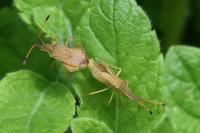 Syromastus rhombeus