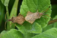 Syromastus rhombeus