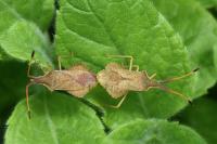 Syromastus rhombeus