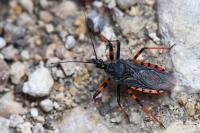Rhynocoris annulatus