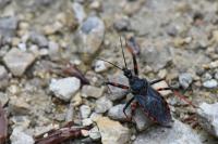 Rhynocoris annulatus