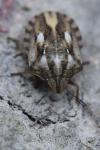 Eurygaster testudinaria
