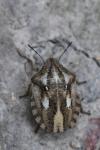 Eurygaster testudinaria