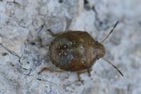 Peribalus strictus