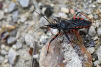 Rhynocoris annulatus