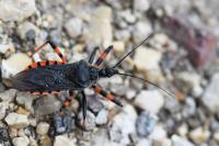 Rhynocoris annulatus