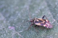 Polymerus unifasciatus