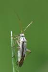 Stenotus binotatus
