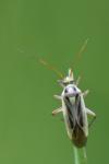 Stenotus binotatus