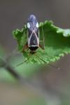 Adelphocoris reichelii
