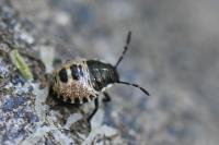 Rhaphigaster nebulosa