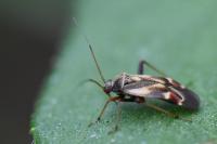 Polymerus unifasciatus