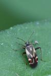 Polymerus unifasciatus