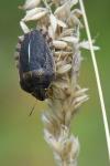 Eurygaster austriaca