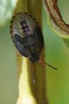 Piezodorus lituratus