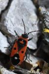 Melanocoryphus albomaculatus