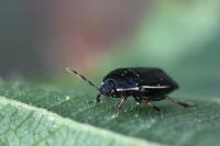 Adomerus maculipes