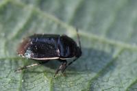 Adomerus maculipes