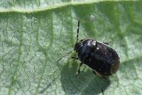 Adomerus maculipes