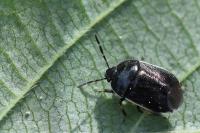 Adomerus maculipes