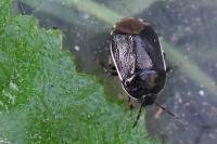 Adomerus maculipes