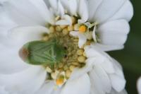 Apolygus spinolae