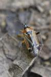 Harpocera thoracica