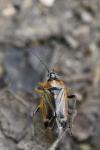 Harpocera thoracica