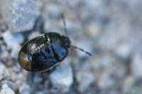 Legnotus limbosus