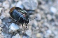 Legnotus limbosus