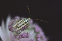 Stenotus binotatus