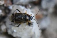 Harpocera thoracica