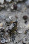 Harpocera thoracica