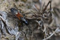 Pterotmetus staphyliniformis