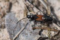 Pterotmetus staphyliniformis