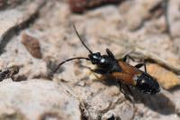 Pterotmetus staphyliniformis